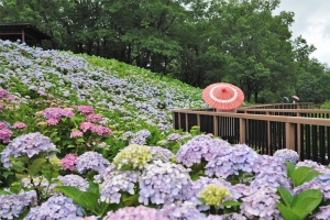 【国営讃岐まんのう公園】6月3日より「あじさいまつり」開催！★初夏の風物詩40品種2万本のアジサイを堪能♪