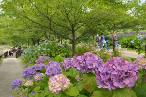 国営讃岐まんのう公園で「あじさいまつり」開催中！　※6月10日（土）空室あります