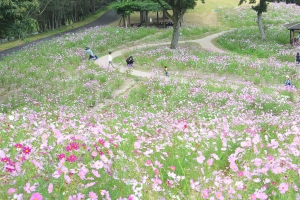 【国営讃岐まんのう公園】「秋！色どりフェスタ」開催中！コキア・コスモスが見頃♪