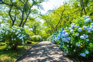 【紫雲出山】初夏の風物詩アジサイと瀬戸内の多島美コラボを堪能♪