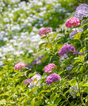 【国営讃岐まんのう公園】初夏の風物詩★40品種2万本のアジサイを満喫♪