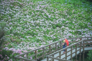 【国営讃岐まんのう公園】「あじさいまつり」6/30まで開催中！★40品種2万株のアジサイ満喫