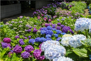 【あじさい寺・雲辺寺】約3万株の紫陽花を満喫