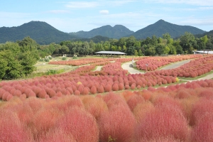 【国営讃岐まんのう公園】10月27日まで「秋！色どりフェスタ2024」開催中！　※10月週末若干空室あります。