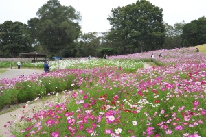 【国営讃岐まんのう公園】10月27日まで「秋！色どりフェスタ2024」開催中！　※10月週末若干空室あります。