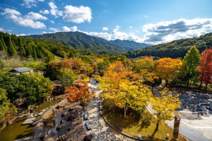 【香川用水記念公園】紅葉情報　モミジバフウが色づきはじめています。