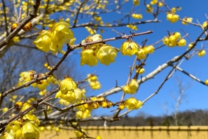 【国営讃岐まんのう公園】早春の花々が咲き始めています♪