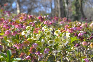 【国営讃岐まんのう公園】早春の花々が咲き始めています♪