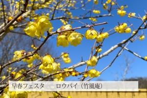 ​🌸【国営讃岐まんのう公園】早春フェスタ開催中！🌸