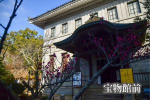 金刀比羅宮の梅の花が咲き始めました🌸