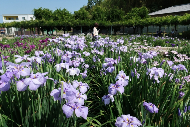 【かわつ花菖蒲園】6月1日より一般無料開放♪初夏を彩るやさしい色合いの花菖蒲