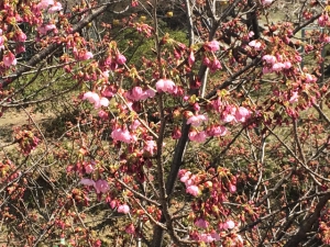 前回に引き続き、桜情報～