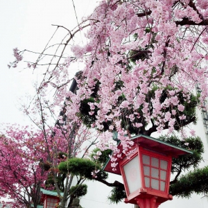 桜の抄という看板にて