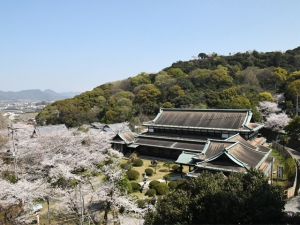 琴平町公会堂の桜が見頃です。