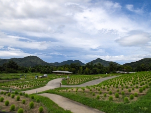 「まんのう公園」のコキアがすくすく育っています