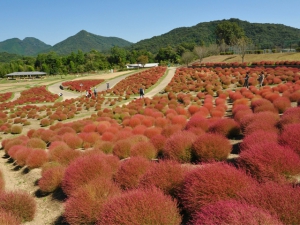 【国営讃岐まんのう公園】キバナコスモスやコキア（紅葉）が楽しめます