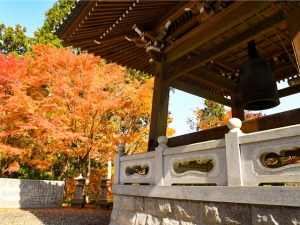 【雲辺寺】紅葉が見頃！「天空のブランコ」で絶景も堪能♪