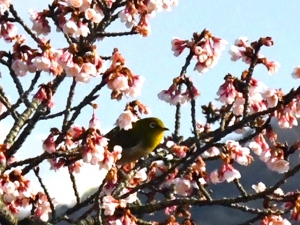 【丸亀市・福成寺】一足早い春を感じさせてくれる寒桜とメジロ(^^♪