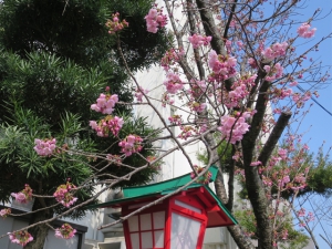 【陽光桜】咲き始めました♪