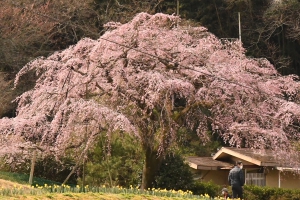 【堀池の枝垂れ桜】香川の桜スポット★間もなく見頃♪