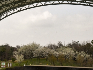 【国営讃岐まんのう公園】桜のお花見を堪能♪