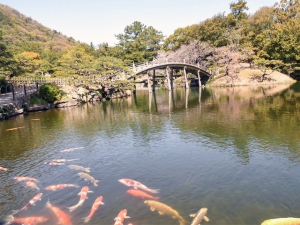 【栗林公園】見頃の桜が増えてきました♪