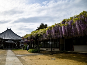 【萬福寺】藤の花の爽やかな香りでいっぱい♪