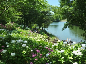 【国営讃岐まんのう公園】初夏の園内を40品種2万本のアジサイが彩る「あじさいまつり」　