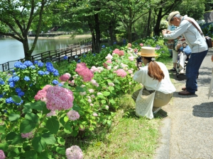 【国営讃岐まんのう公園】初夏の園内を40品種2万本のアジサイが彩る「あじさいまつり」　