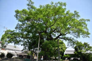 琴平町の大センダン