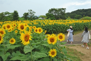 【国営讃岐まんのう公園】サマーフェスタ★ふわふわもこもこ色鮮やかな緑葉の「コキア」と黄色い「ひまわり」を堪能♪