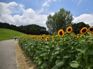 【国営讃岐まんのう公園】ひまわりが見頃♪芝生アートやライムグリーンのコキアを楽しめます♪