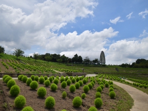 【国営讃岐まんのう公園】ひまわりが見頃♪芝生アートやライムグリーンのコキアを楽しめます♪