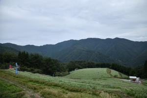 香川まんのう町・標高800メートルの天空の地“島ヶ峰”にある棚田のそば畑