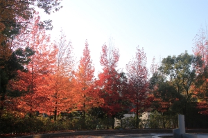 【香川の紅葉スポット】香川用水記念公園