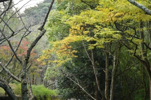 【公渕森林公園】色鮮やかな大輪が美を競う「公渕菊花展」開催中！