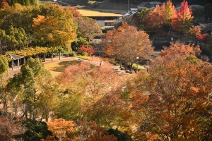 【香川用水記念公園】紅葉葉風の木々が見頃♪イロハモミジも色づき始め