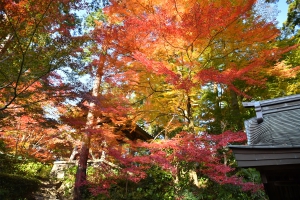 【香川の紅葉スポット】四国霊場第81番札所「白峯寺」