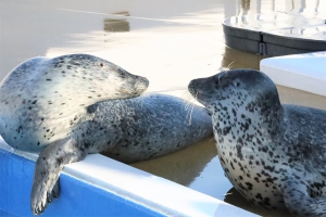 【四国水族館】新しい仲間“ゴマフアザラシ”展示スタート！