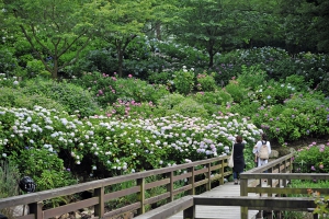 【国営讃岐まんのう公園】6月26日まで「あじさいまつり」