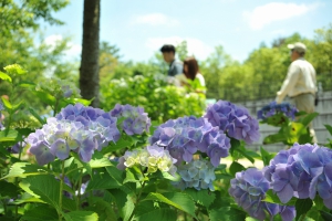 【国営讃岐まんのう公園】6月26日まで「あじさいまつり」