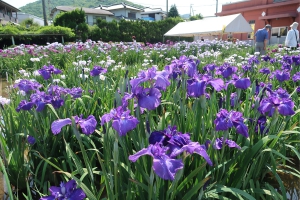 【かわつ花菖蒲園】3年ぶりに一般無料開放♪初夏を彩るやさしい色合いの花菖蒲