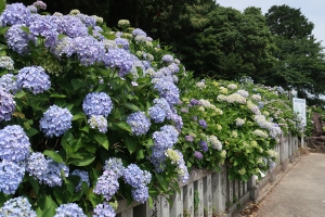 【粟井神社】初夏の風物詩　紫陽花を愛でる♪　※週末若干空室ございます