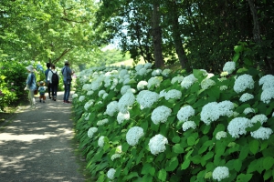 【国営讃岐まんのう公園】紫陽花が見頃♪　6月26日まで「あじさいまつり」開催中！