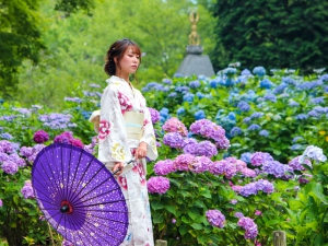 【雲辺寺】枚数限定「紫陽花御朱印」配布開始！！