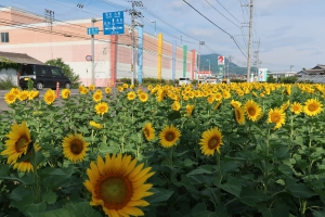 ひまわりの里【まんのう町】　マルナカまんのう店近くのひまわりが見頃♪