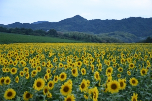 【ひまわりの里まんのう】ひまわり畑は7月中旬頃から見頃の様子