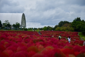 【国営讃岐まんのう公園】秋の深まり満喫！コキアの紅葉が見頃♪