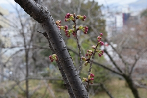 【桜開花速報①】湯上り処・陽光桜