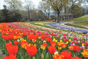 【国営讃岐まんのう公園】春らんまんフェスタ♪ネモフィラとチューリップの競演♪